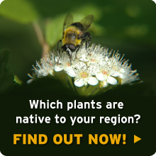 Discover which plants are native to your region